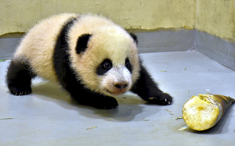 台北市立動物園表示，大貓熊寶寶「圓寶」5日滿99日齡，體重6063公克，現正努力練習走路，模樣相當可愛，也越來越有活動力。（台北市立動物園提供）