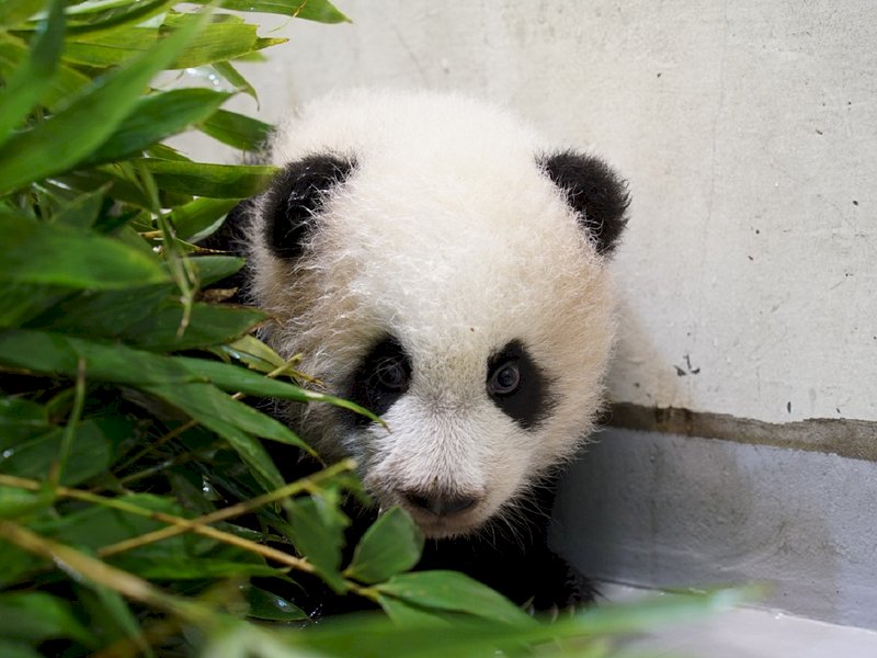 台北市立動物園指出，大貓熊寶寶「圓寶」常把自己埋到竹葉堆裡，讓保育員看了哭笑不得。（台北市立動物園提供）