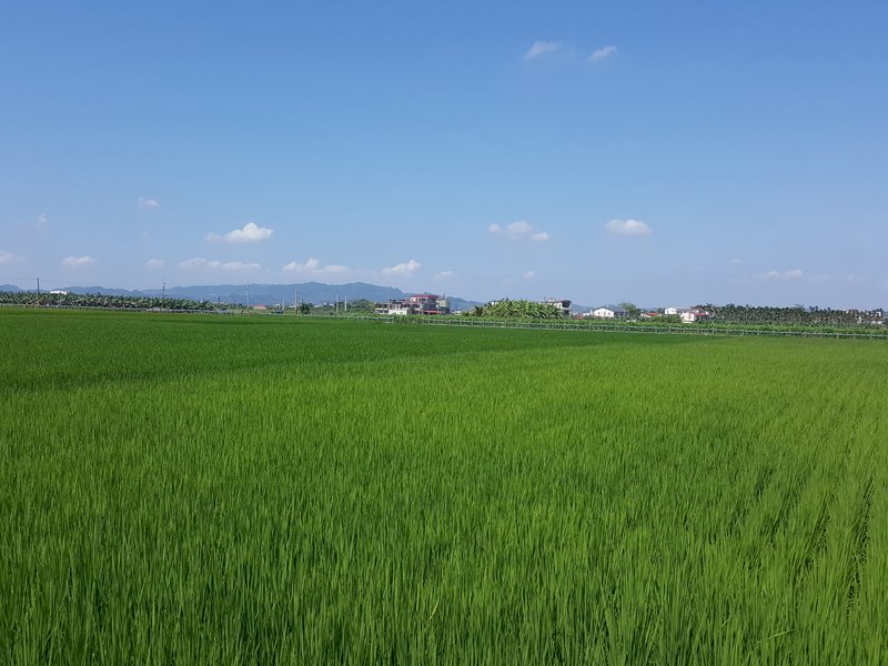 農業用水過關 農水署：高屏一期作產量增