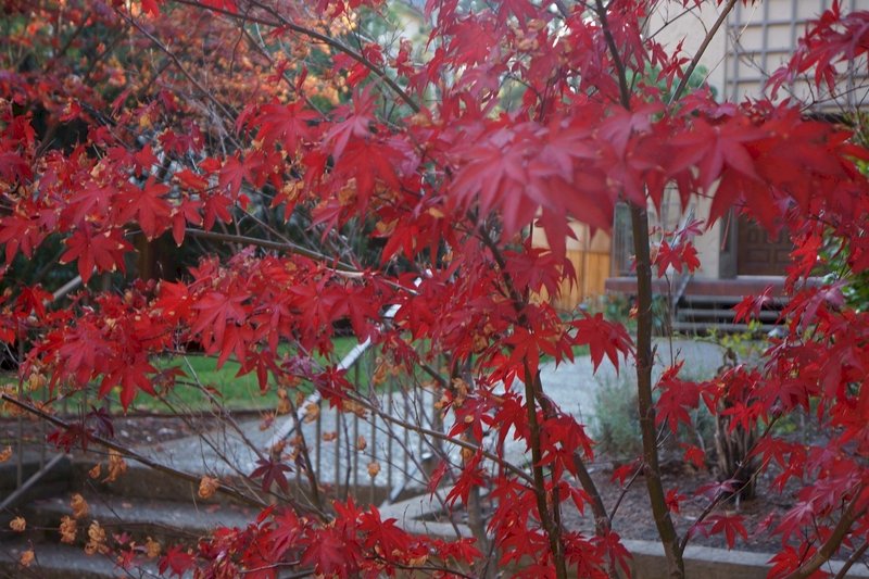 11月底,舊金山灣區的風一吹,葉子就紅了。感恩節前,當地街景空蕩,多數人居家避疫。