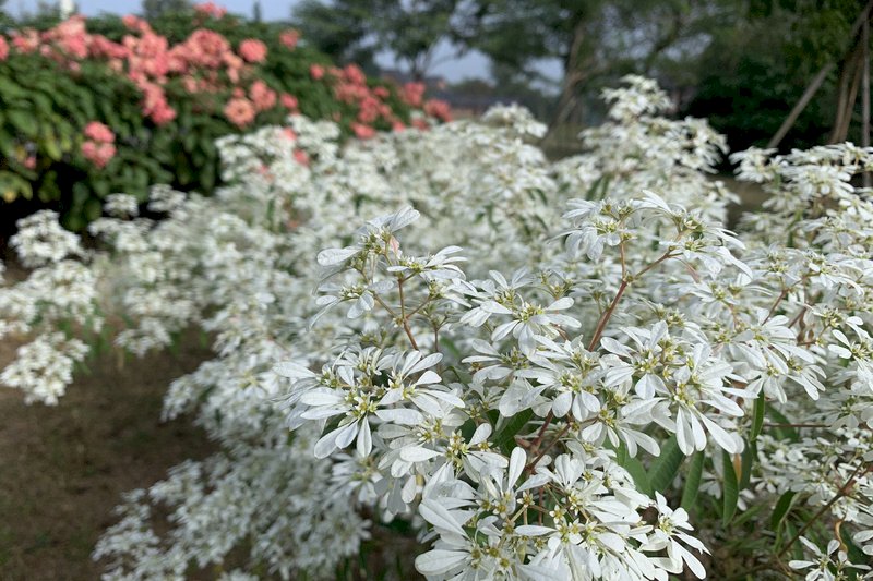 台南山上花園水道博物館園區內種植的白雪木近日盛開，花葉玲瓏小巧、顏色雪白，開花時就像樹梢積雪一般。（館方提供）