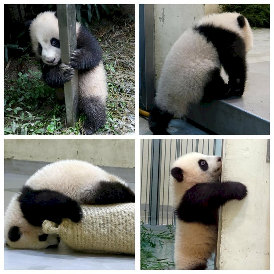 要會客囉！ 北市動物園啟動「圓寶」見面日特訓