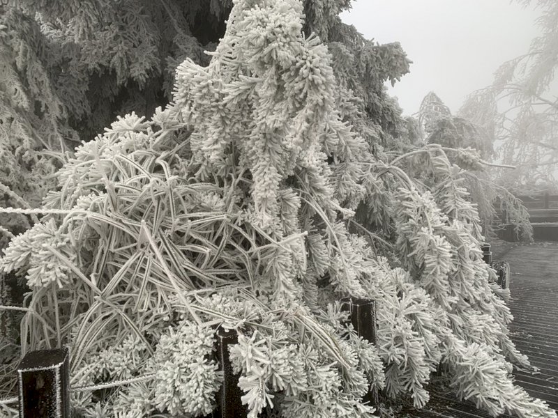 寒流來襲，宜蘭太平山國家森林遊樂區雖未降雪，但園區山林到處結滿霧淞，成一片銀白世界。（羅東林管處提供）