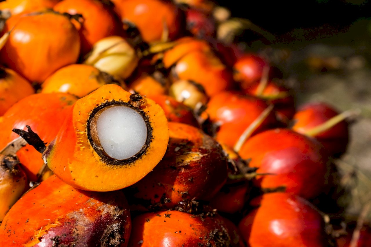 印尼計畫禁止棕櫚油出口 恐加劇全球通膨