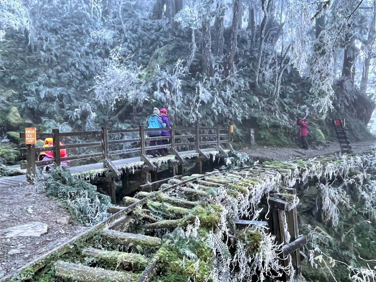 今天的太平山比玉山還冷 水氣不足未降瑞雪白皚皚霧淞一樣美麗 新聞 Rti 中央廣播電臺