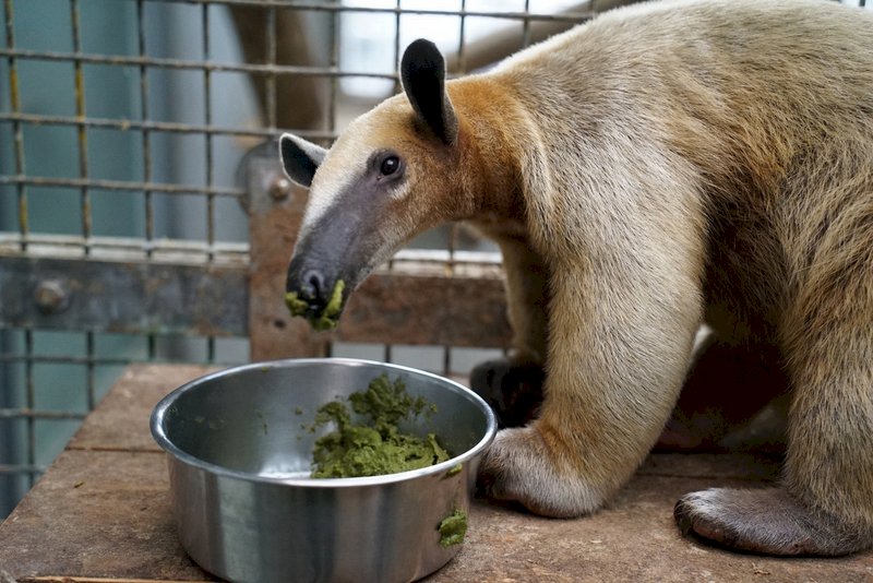 台北市立動物園18日表示,小食蟻獸「小紅」脫逃3個月掉的1公斤還未完全胖回來,不過胃口極佳,每天給的餐點都吃得一乾二淨,身體數值也在穩定復原中。(台北市立動物園提供) (圖:中央社)