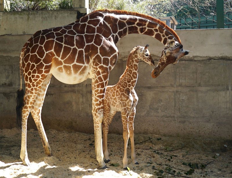 北市動物園長頸鹿寶寶取名麥芽  未滿月體重破百