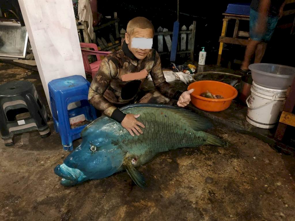 捕捉珍貴保育類龍王鯛還合影PO網 蘭嶼鄉民怒了