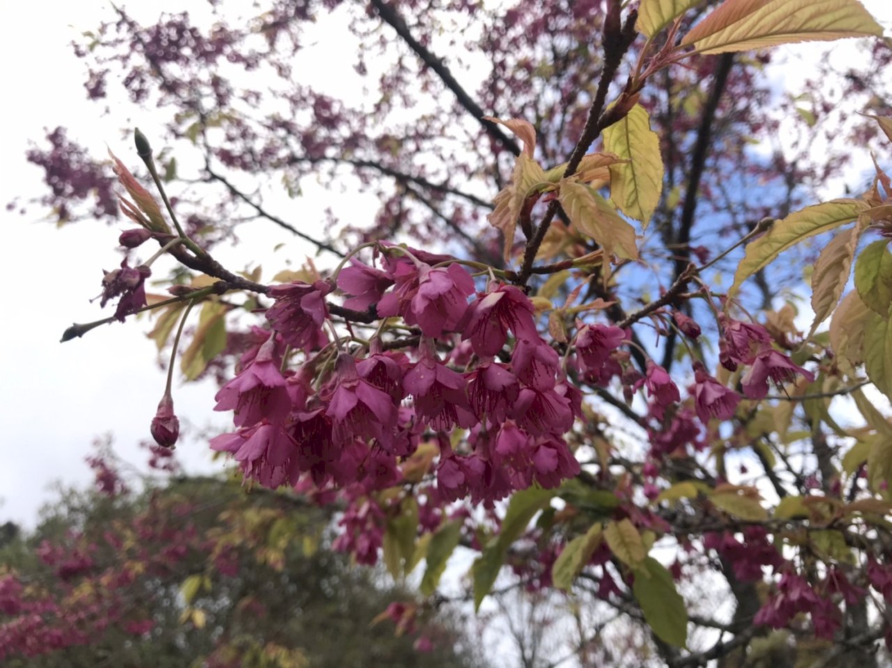 阿里山櫻花季3/10起綻開 因應防疫、遊客入園人數緊縮