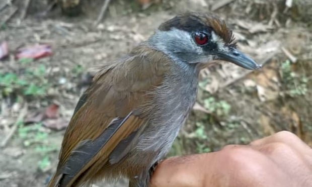 消失170多年 罕見黑眉雅鶥再度現蹤印尼雨林