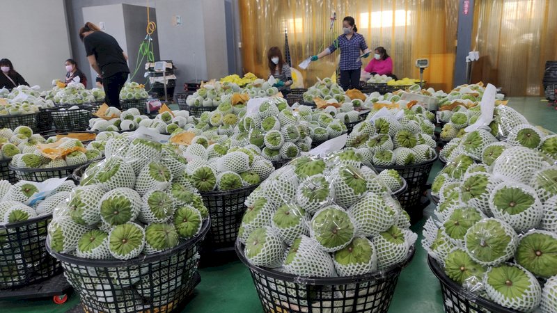太故意!中國專挑台出口占比最大水果下手 農委會將狀告WTO