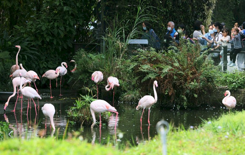 二二八連假最後一天，1日各景點湧現出遊人潮，台北市立動物園一早就有不少遊客參觀。 (圖：中央社)