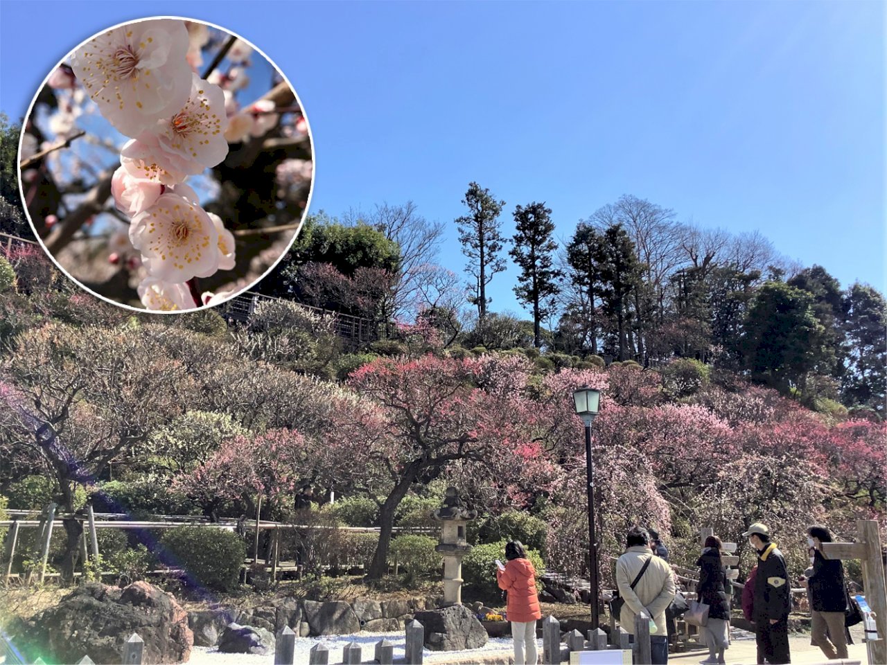 日本不思議 說是 國花 但台灣人對梅花其實很不熟 反而日本梅花正當時 新聞 Rti 中央廣播電臺