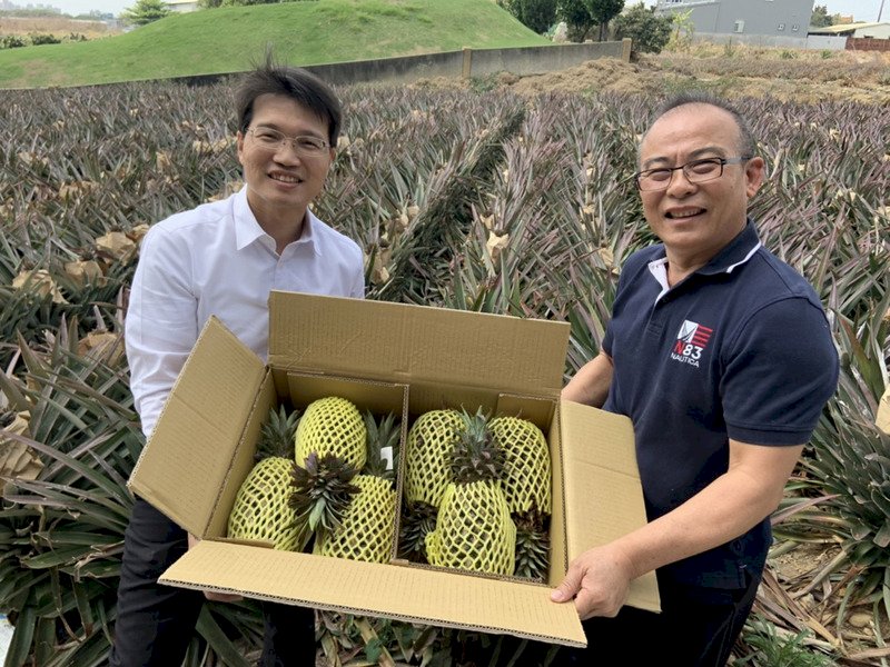擴大外銷通路！高雄大樹鳳梨今年首發加拿大