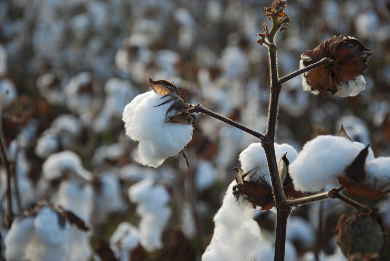 禁用新疆棉引發抵制 專家：中國損失大且難持久