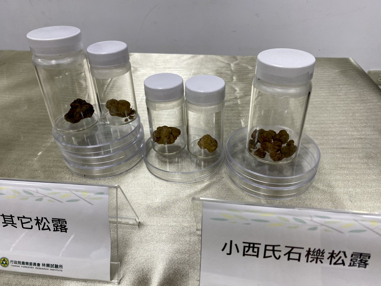 又挖出台灣原生種白松露 「餐桌上的鑽石」8年內量產不是夢(影音)