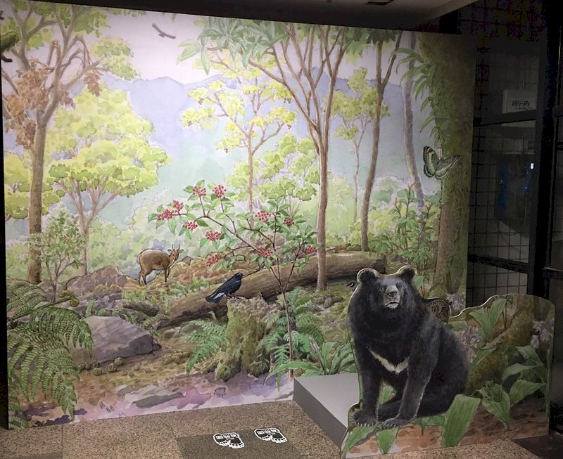 保育台灣黑熊25年 玉管處特展揭密