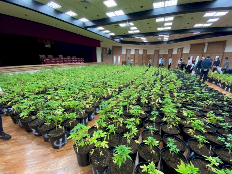 法務部調查局21日於台北市調查處舉行記者會,宣布3月間破獲藏身於新竹縣關西鎮山區的大麻工廠,查獲1608株大麻植株。圖為專案小組破獲工廠後,將查扣的大麻植株集中於大禮堂進行清點。(調查局提供) (圖:中央社)