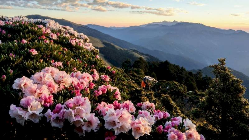 合歡山杜鵑花近日盛開,花期預計持續至6月。圖為21日清晨合歡東峰半山腰花況。(曾沛堯提供) (圖:中央社)
