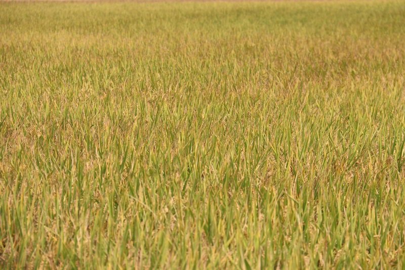 農業旱象首現緩解  中南部水稻果樹受惠