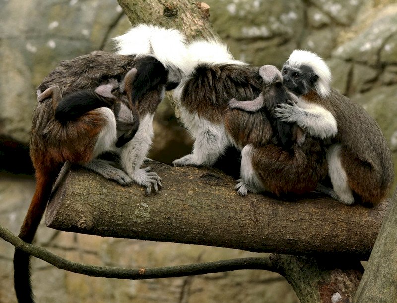 台北市立動物園5日表示,已有兩次生產經驗的棉頭絹猴「小白」2日產下三胞胎,但因母乳量仍分泌不足,其中一隻寶寶5日上午不幸夭折。(台北市立動物園提供) (圖:中央社)