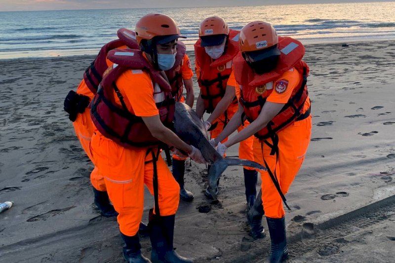 海巡署南部分署第一一岸巡隊9日下午台南市將軍區生態公園沙灘發現一隻死亡鯨豚,合力將鯨豚搬運到岸邊。(第一一岸巡隊提供) (圖:中央社)