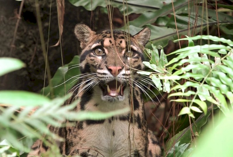 台北市立動物園休園沒遊客  雲豹、花豹放心蹓躂