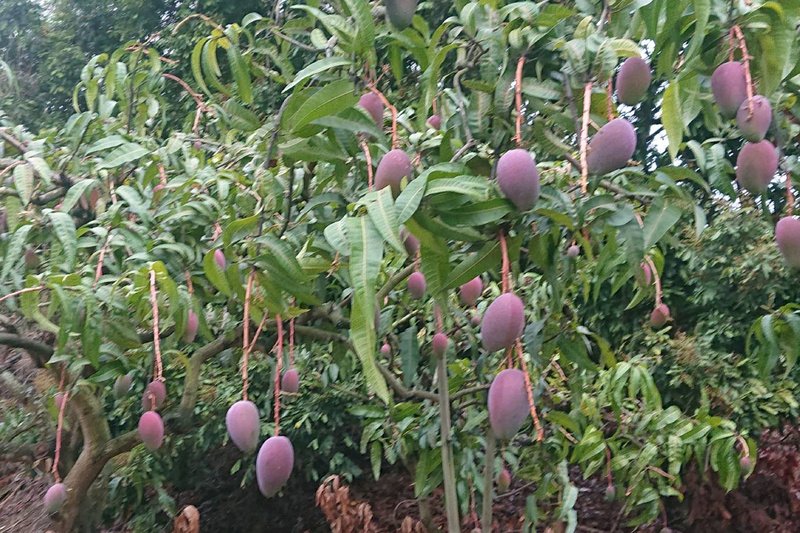 台南山區栽種的芒果即將進入產季，許多地方可見結實纍纍的果樹。 (圖：中央社)