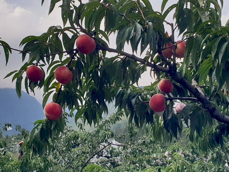 武陵農場的水蜜桃已經成熟了，果樹上處處可見鮮豔的水蜜桃高掛樹上等著採收。（武陵農場提供） (圖：中央社)