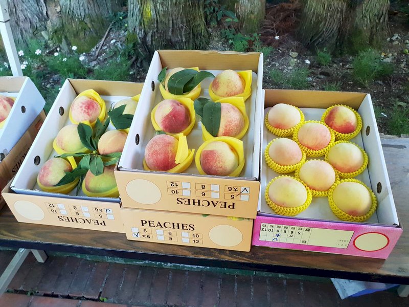 鮮採水蜜桃!武陵農場延長休園改線上賣 意外搶手(影音)