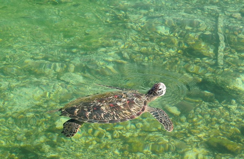 小琉球空拍到805隻海龜 創有記錄以來最多