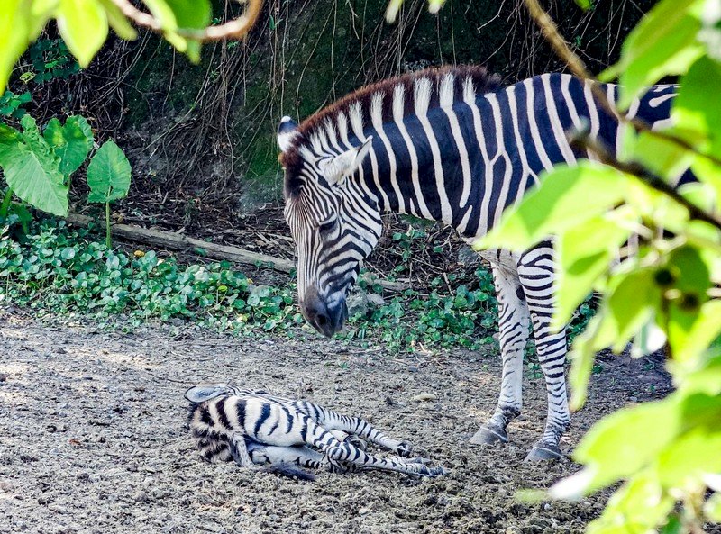 台北市立動物園26日表示,查普曼斑馬「菲蘭竹」7月3日產下一隻雄性寶寶,如今已3週大的寶寶在保育員與媽媽細心照料下,相當適應新生活。圖為斑馬寶寶躺在地上享受日光浴。(台北市立動物園提供) (圖:中央社)