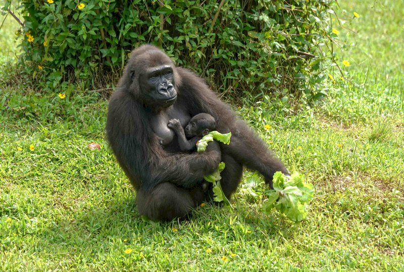 台北市立動物園27日表示,金剛猩猩「迪亞哥」與Iriki產下的雄性寶寶即將滿2個月大,名字經網友票選後決定為Ringo。(台北市立動物園提供) (圖:中央社)