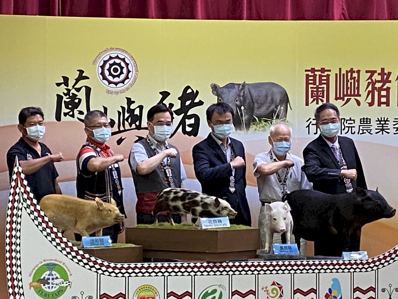 40年保種 活化石蘭嶼豬回家了(影音)