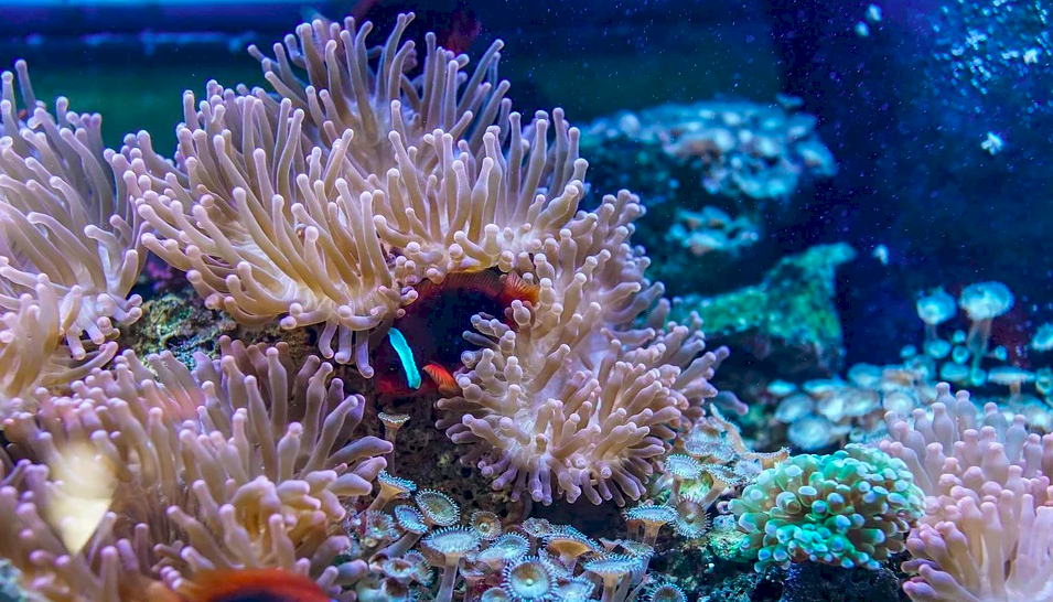 保護珊瑚礁生態 多國組織承諾募資120億美元