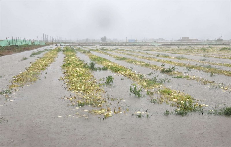 豪雨致災  蔡總統下午赴雲林嘉義勘查農損