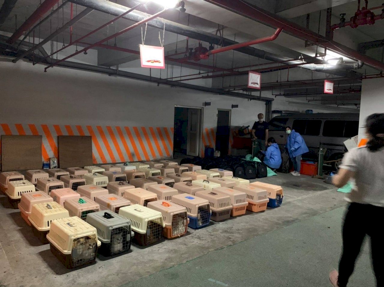 走私貓安樂死風暴 立委贊同修法加嚴懲治走私