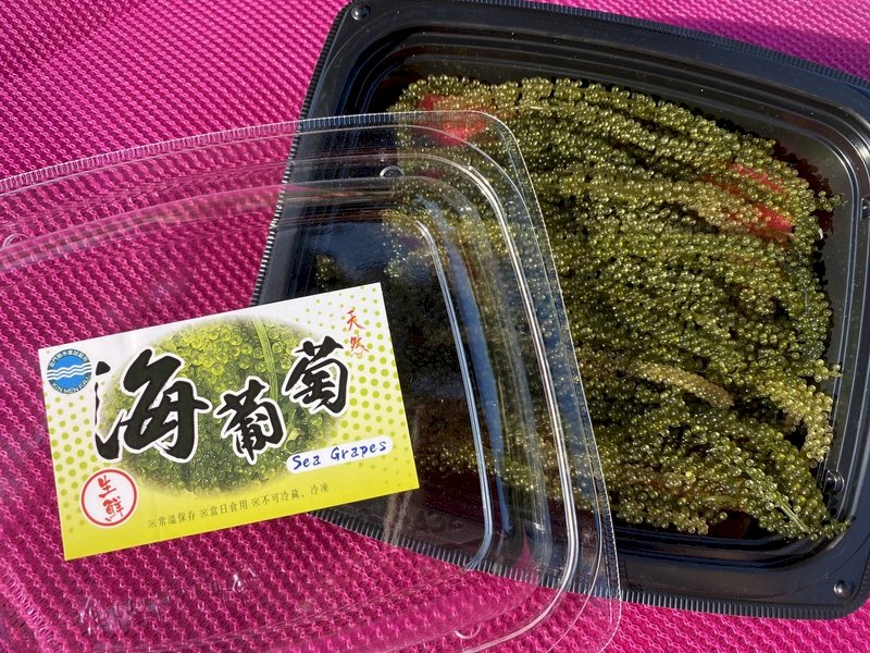 綠色魚子醬養殖成功 金門水試所海葡萄上市