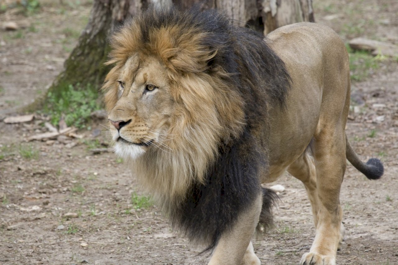 華府動物園6獅3虎確診 遊客無感染風險