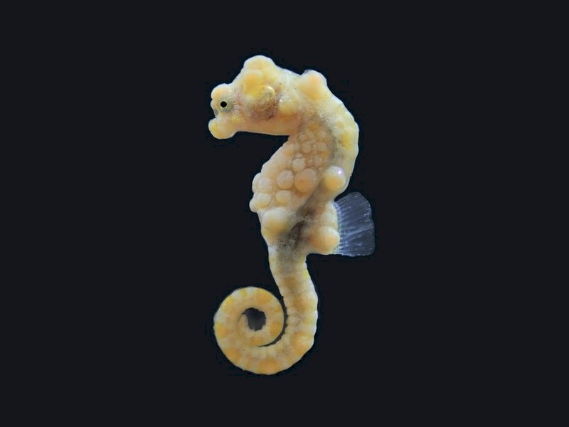 水晶宮超級名模 「豆丁海馬」現蹤澎湖七美台灣灘海域
