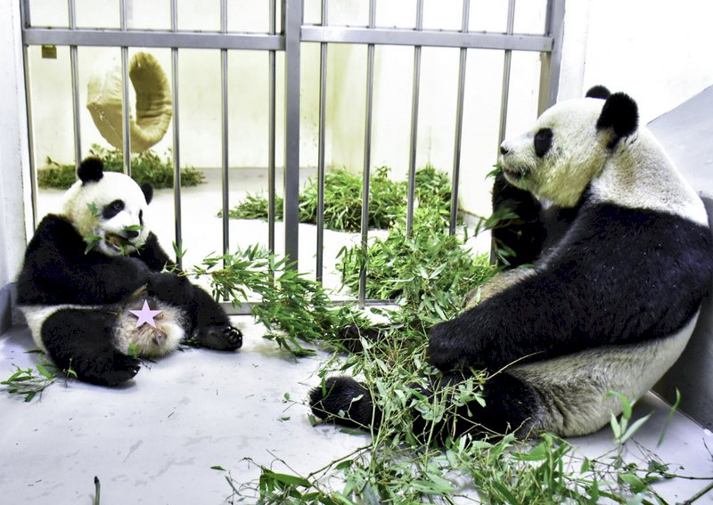 大貓熊「圓寶」食性轉換順利完成!能吃竹葉竹桿了