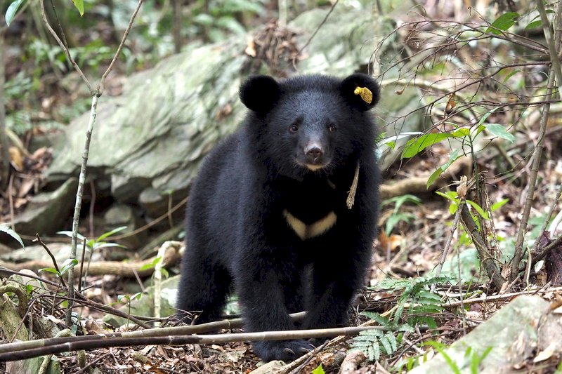 首例野放追蹤  台灣黑熊Mulas紀錄片發表