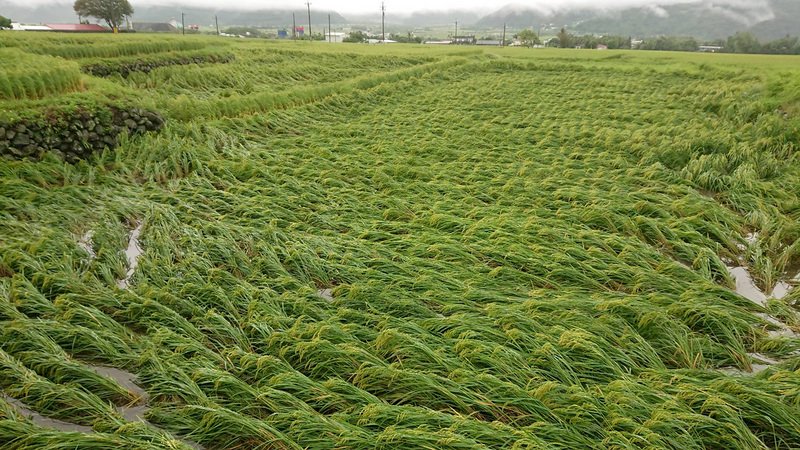 颱風圓規帶來豪雨狂炸,花蓮縣玉里、富里種植的水稻倒伏嚴重,花蓮縣府和農政單位已初步勘災了解受災狀況。 (圖:中央社)
