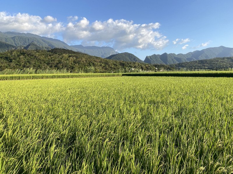 小熊海岸山脈啃稻穗 農會包下田區供「吃到飽」(影音)
