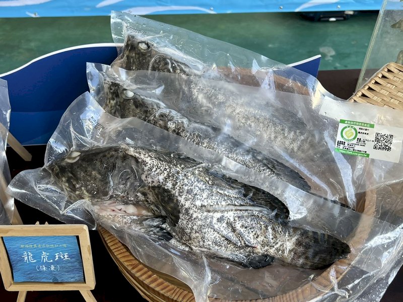 政治卡關? 台灣石斑魚游不過中國