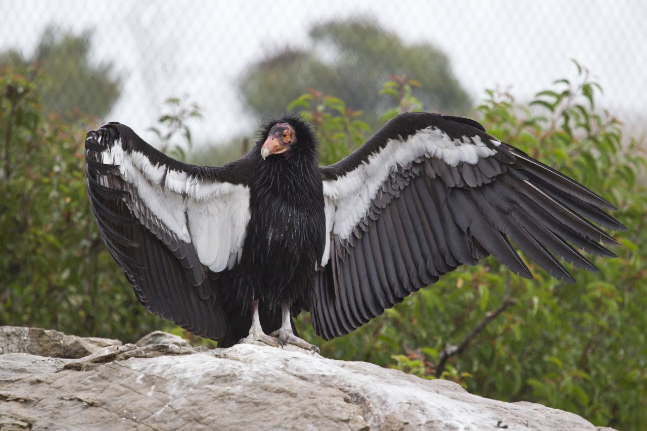 繁衍不再需雄性！ 美研究發現瀕危加州禿鷹可無性生殖