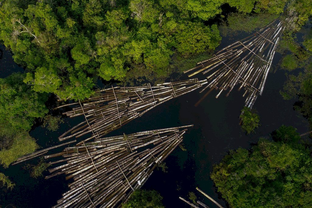 地球之肺重傷 亞馬遜雨林砍伐創15年來新高
