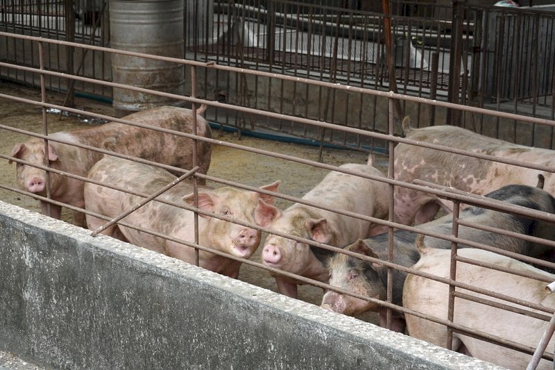 反萊豬公投未過 農委會：續推產業升級參與國際