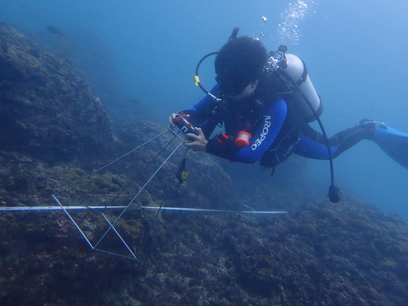 海保署調查：小琉球、萬里桐、卯澳7處珊瑚告急
