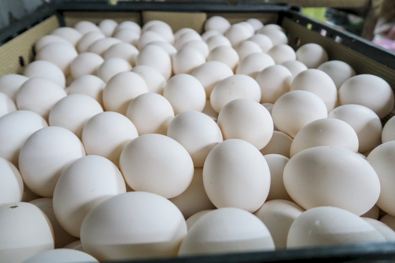 雞蛋荒 農委會啟動「南蛋北送」應變機制